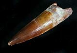 Gorgeous Spinosaurus Tooth #28153-1